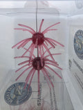 Starberst Mini - Raspberry