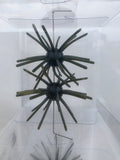 Starberst Mini - Dark Green Pumpkin