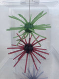 Starberst Mini