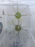 Starberst Mini - Dew